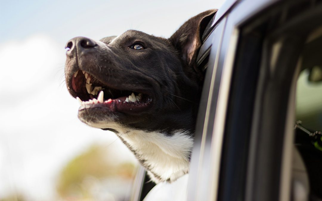 I.C.A.R.E. Dog Rescue: Saving Tails and Wagging Hearts in Corona, California