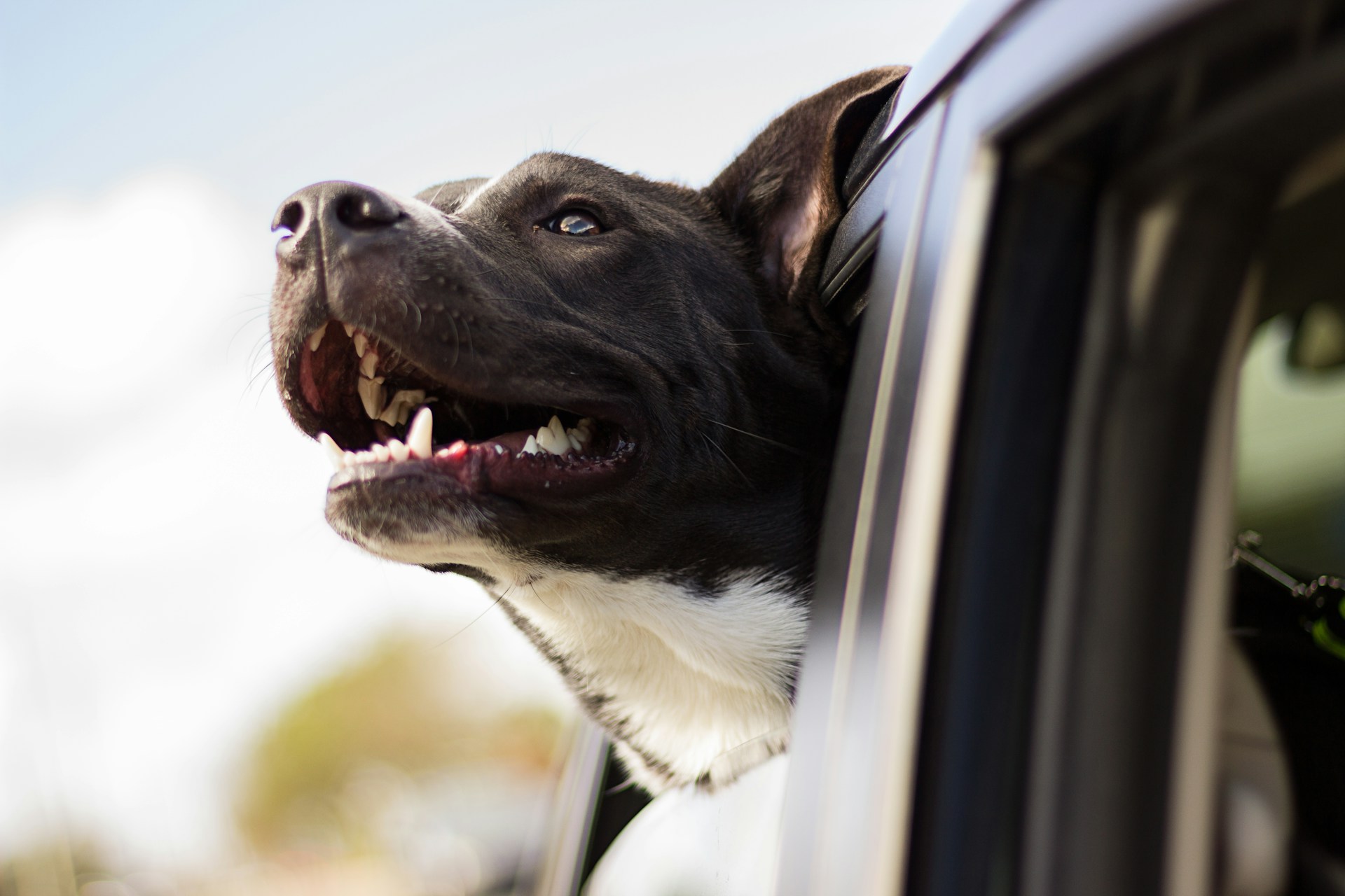 I.C.A.R.E. Dog Rescue: Saving Tails and Wagging Hearts in Corona, California