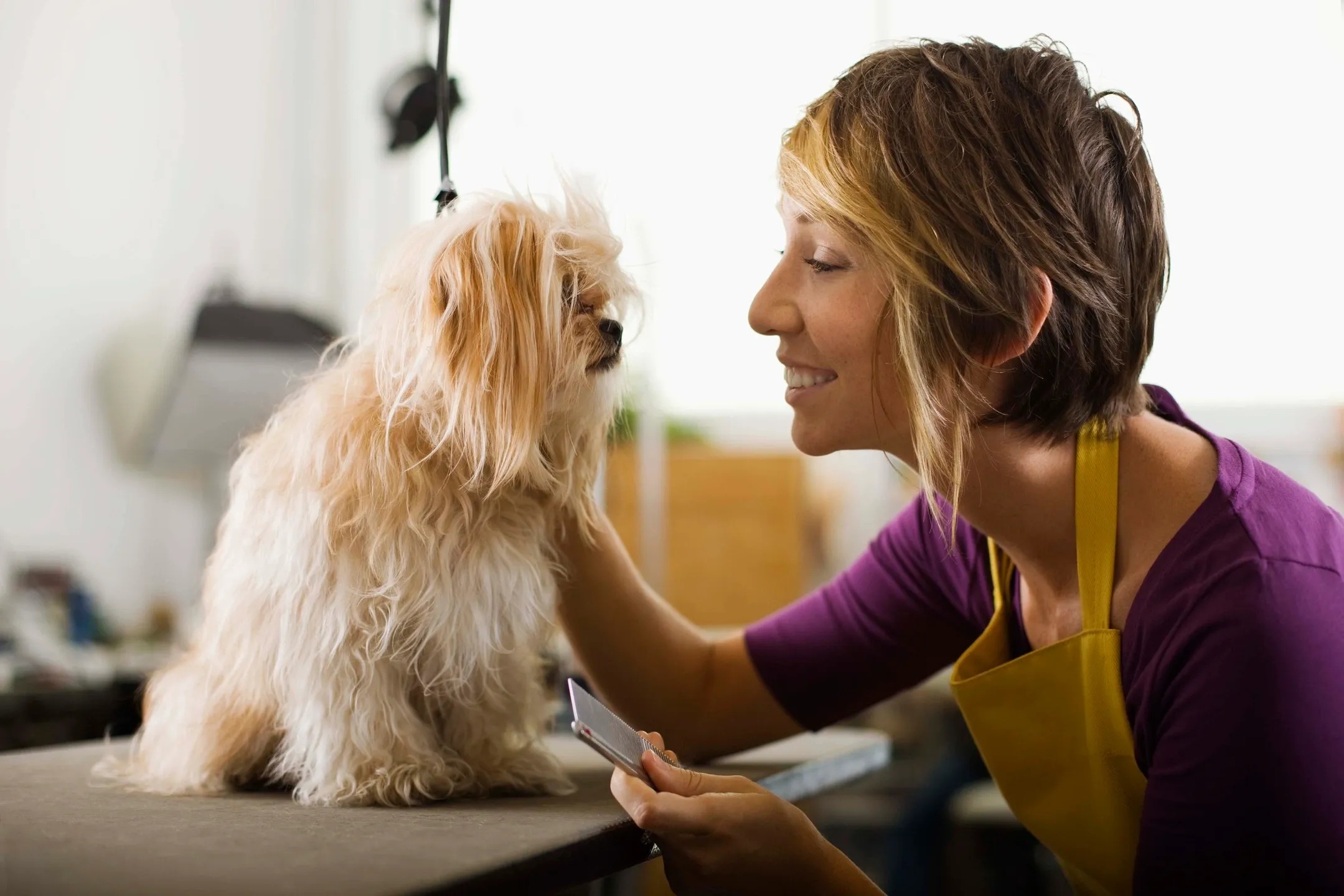 Super Paws Grooming: Gentle Care for Puppies, Seniors, and Rescues